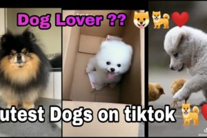 Cutest Dogs on tiktok for Dog lovers | cutest dog compilations | cute puppies ❤️ | Animal love