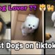 Cutest Dogs on tiktok for Dog lovers | cutest dog compilations | cute puppies ❤️ | Animal love