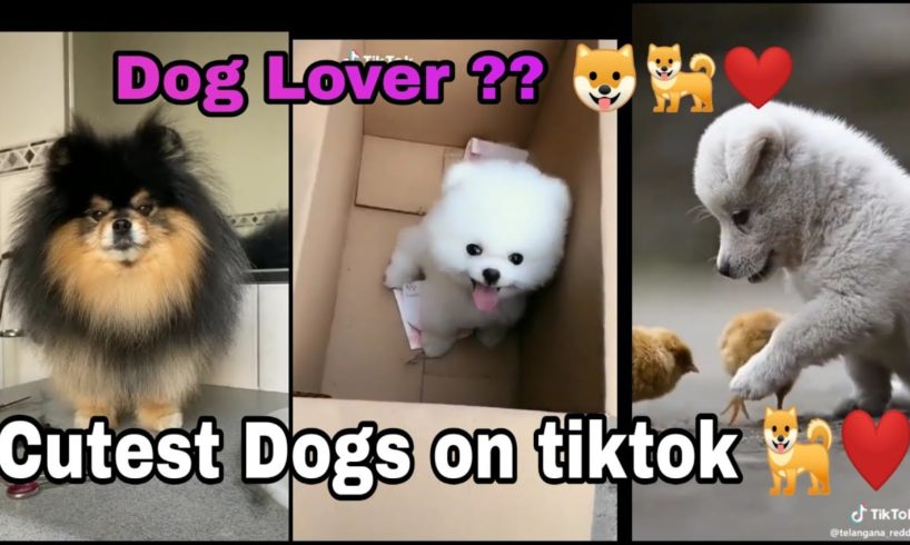 Cutest Dogs on tiktok for Dog lovers | cutest dog compilations | cute puppies ❤️ | Animal love