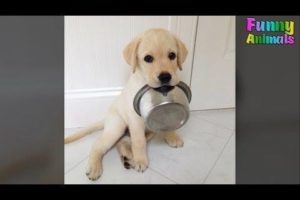 Cutest Golden Retriever Puppy - Cute Puppies Videos Compilation 2018