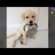 Cutest Golden Retriever Puppy - Cute Puppies Videos Compilation 2018