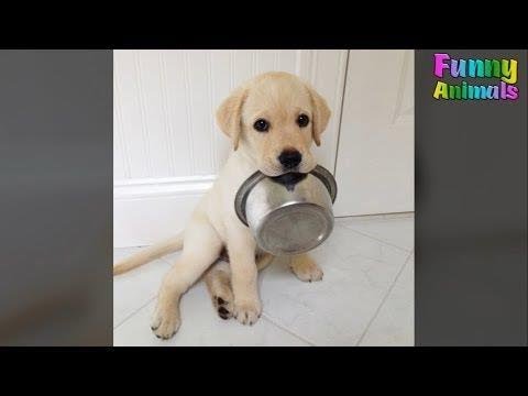 Cutest Golden Retriever Puppy - Cute Puppies Videos Compilation 2018