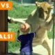 Cutest Kids VS Zoo Animals Ultimate Funny Compilation 2018 | Funny Pet Videos