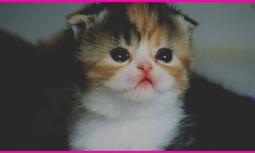 Cutest Kitten Breeds