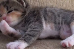 Cutest Kitten Ever!