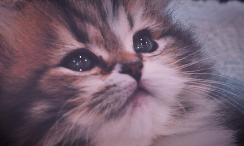 Cutest Kitten You've Ever Seen?