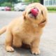 Cutest Puppies And Baby Animals - Baby Animals | Funny Pet Animals Life | Cutest Puppies City