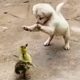 Cutest Puppies And Baby Animals - Cutest Puppies In The World | Cutest Puppies Funny Videos