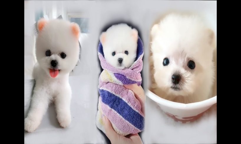 Cutest Puppies And Baby Animals 可爱宠物茶杯犬合辑