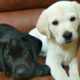 Cutest Puppies! Cute Puppies Videos Compilation, Cute moment of Puppy  |  Sophie meet Tyler