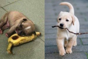 ? Cutest Puppies Doing Funny Things 2020? Baby Dogs ? Baby Animals - Cute Animals? Puppies TV