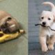 ? Cutest Puppies Doing Funny Things 2020? Baby Dogs ? Baby Animals - Cute Animals? Puppies TV
