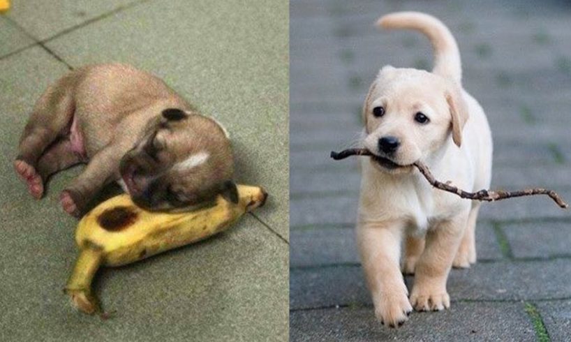 ? Cutest Puppies Doing Funny Things 2020? Baby Dogs ? Baby Animals - Cute Animals? Puppies TV