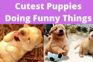Cutest Puppies Doing Funny Things 2020♥ January | Cute Animals