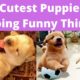 Cutest Puppies Doing Funny Things 2020♥ January | Cute Animals