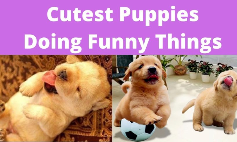 Cutest Puppies Doing Funny Things 2020♥ January | Cute Animals