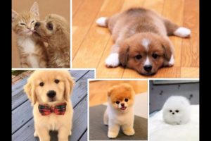 Cutest Puppies Ever - You will fall in Love