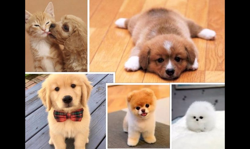 Cutest Puppies Ever - You will fall in Love