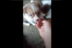 Cutest Puppies - So cute puppy