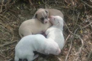 Cutest Puppy Dogs In Pakistani Village Of Punjab #LayyahTv