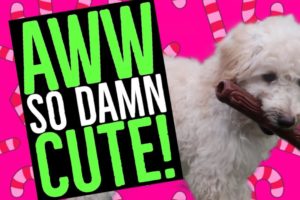 Cutest Puppy Video - Puppies First Christmas Present | Funny Pets (2019)