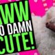 Cutest Puppy Video - Puppies First Christmas Present | Funny Pets (2019)