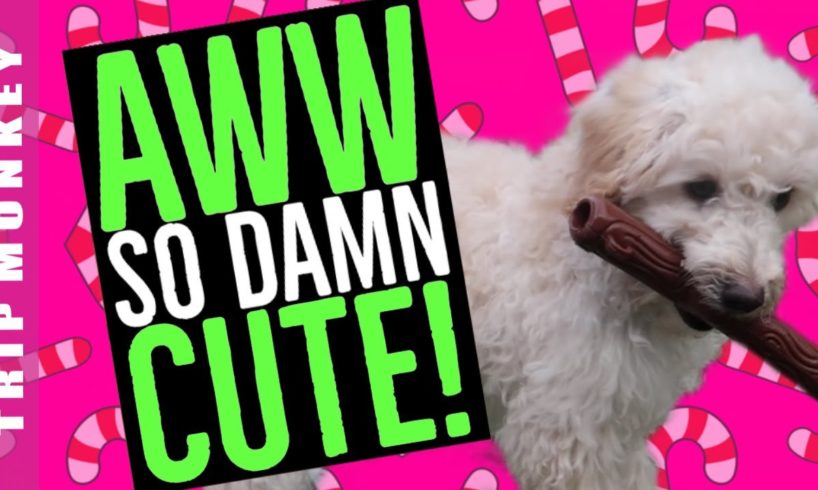 Cutest Puppy Video - Puppies First Christmas Present | Funny Pets (2019)