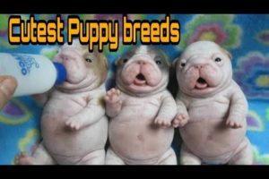Cutest Puppy breed in the world/ Animal.tube TV