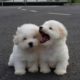 Cutest Teacup Puppies Video Compilation