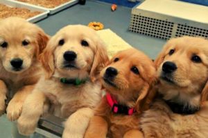 Cutest & Funniest Golden Retriever Puppies Compilation #4 - Funny Puppy Videos 2020