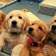 Cutest &  Funniest Golden Retriever Puppies Compilation #4 - Funny Puppy Videos 2020