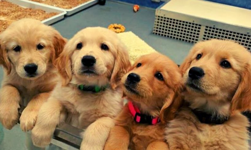 Cutest & Funniest Golden Retriever Puppies Compilation #4 - Funny Puppy Videos 2020
