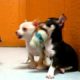 Cutest puppies Playing 19breeders