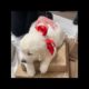 Cutest puppies doing funny things ♥