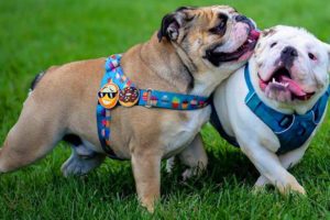Cutest video compilation about Bulldogs  # 15| 2020| Animal Lovers