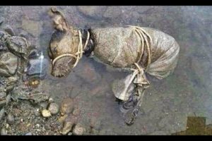 Dangerous Rescue of dying dog! Real Heroes 2020 (Faith in humanity restored) Emotional Inspiring