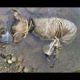 Dangerous Rescue of dying dog! Real Heroes 2020 (Faith in humanity restored) Emotional Inspiring