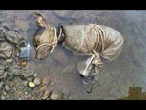 Dangerous Rescue of dying dog! Real Heroes 2020 (Faith in humanity restored) Emotional Inspiring