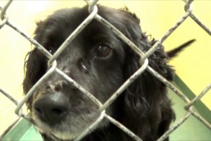 Dog Adoption Video