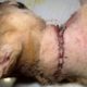 Dog Found with Chain, Cord Deeply Embedded in Neck Gets Rescued