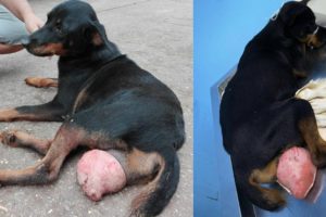 Dog Had Big Womb Protruding Wandering The Streets for Weeks and No One Helped Her