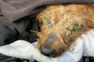 Dog Nearly Blinded with Pus in Her Eyes Gets Rescued