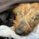 Dog Nearly Blinded with Pus in Her Eyes Gets Rescued