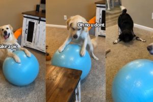 Dog Plays With Big Ball