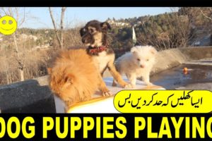 Dog Puppies  Playing | Dog Breeds | Dog Puppies Funny | Dog Puppies Cute