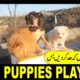 Dog Puppies  Playing | Dog Breeds | Dog Puppies Funny | Dog Puppies Cute