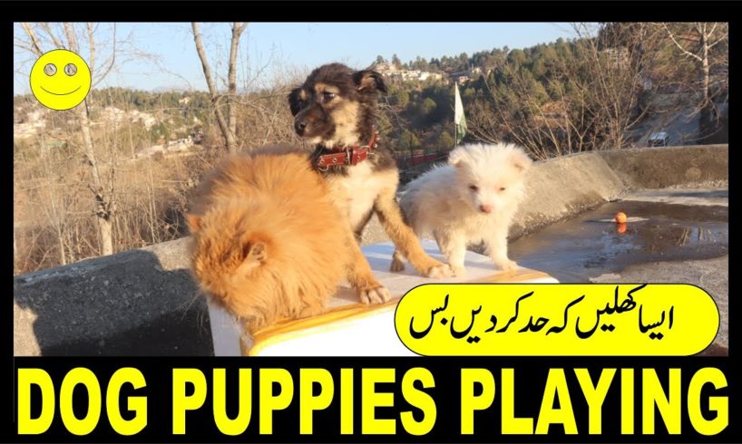 Dog Puppies  Playing | Dog Breeds | Dog Puppies Funny | Dog Puppies Cute