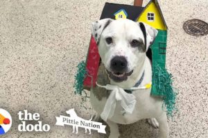 Dog Stuck In Shelter Over 1,000 Days Can't Stop Kissing His Family | The Dodo Pittie Nation