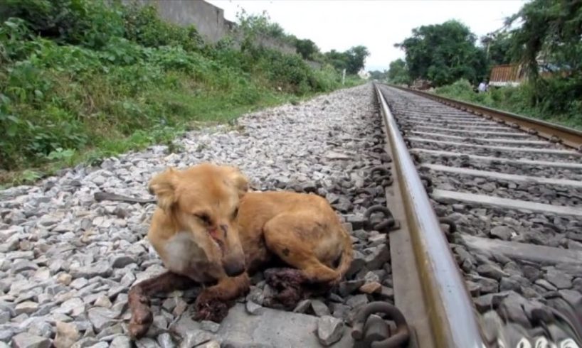 Dog Was Rescued With Amputated Legs After Being Run Over by a Train