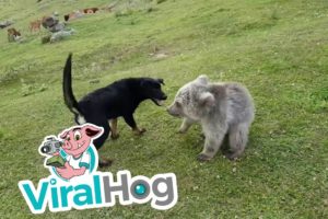 Dog and Bear Playing Together || ViralHog